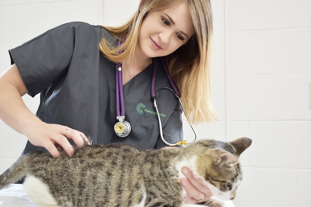 CC_Vet-Assist_01_opt.jpg