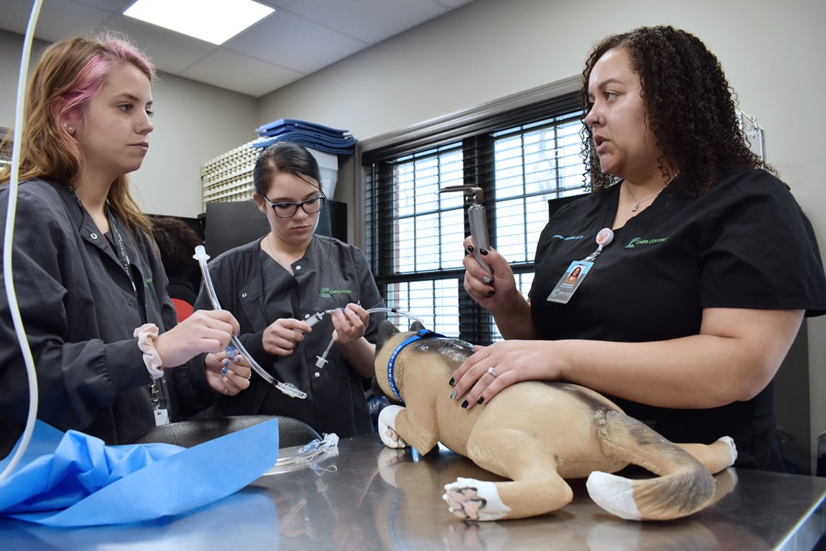 CC_Vet-Assist_0334_opt.jpg