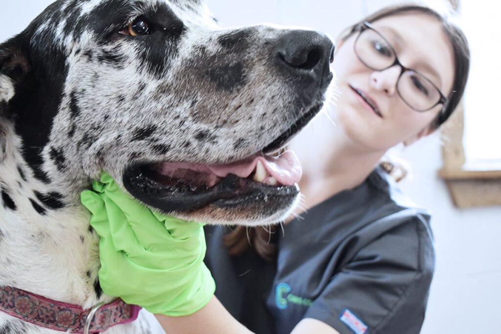 Caris College Veterinary Assisting student examining large dog